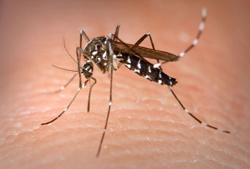 Le changement climatique va-t-il intensifier les invasions biologiques ?