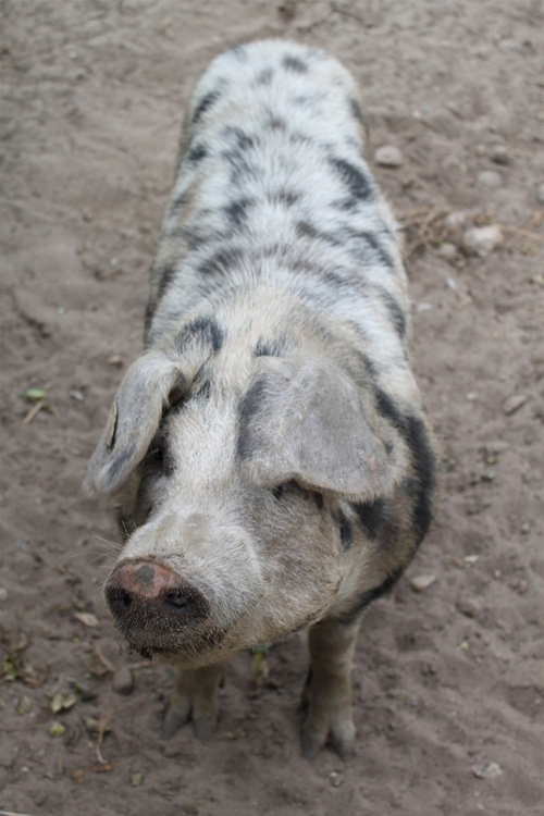 Les chasseurs-cueilleurs mésolithiques ont eu accès à des cochons domestiques