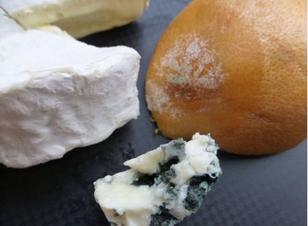 Quand les champignons du roquefort et du camembert s'échangent leurs gènes
