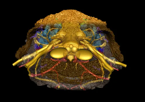 Un visage familier... vieux de 415 millions d'années