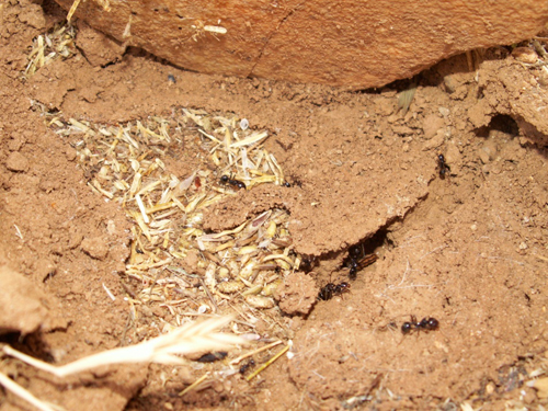 Les fourmis redessinent la steppe