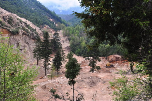 Des sapins en danger au pays du cèdre