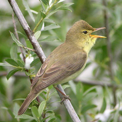 La migration favorise-t-elle la diversification des oiseaux ?