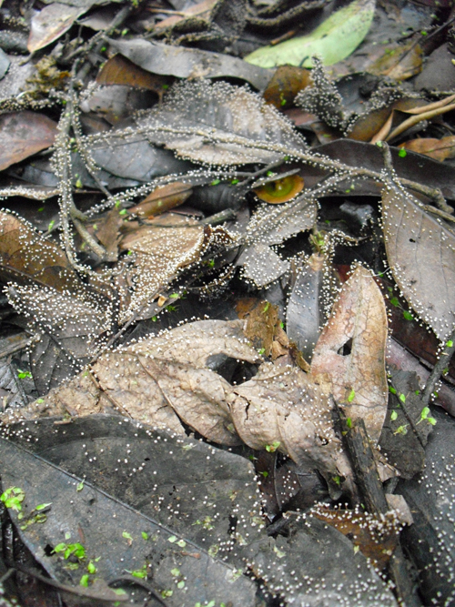 De l'importance de la biodiversité dans la décomposition des litières forestières