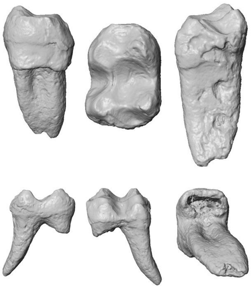 Une dent de primate fossile: un indice sur l'histoire des singes