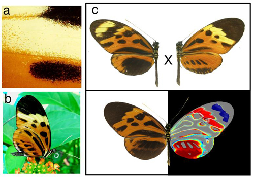 Génétique: un papillon amazonien prouve que la dominance peut évoluer