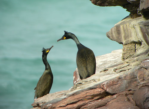 La diversification des oiseaux après l'extinction des dinosaures