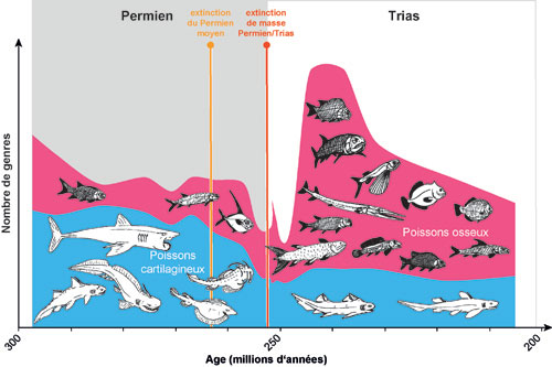 Pourquoi les poissons osseux dominent-ils les océans ?
