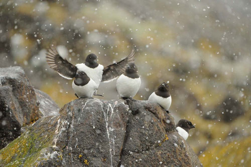 Fonte des glaces de l'Arctique : la surprenante adaptation du mergule nain
