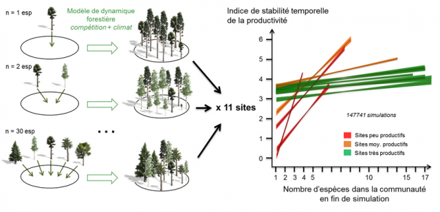 La diversité : assurance de productivité des forêts