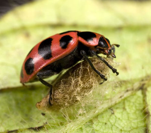 Un virus transforme les coccinelles en zombies au profit d'une guêpe parasitoïde