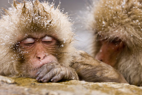 Les singes intelligents font les réseaux sociaux les plus efficaces