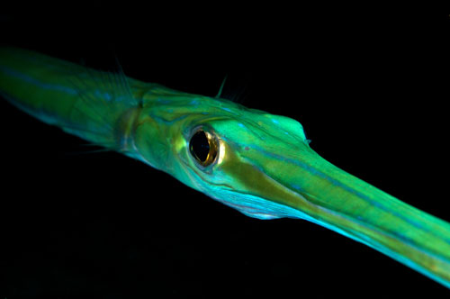 Quand les poissons tropicaux étendent leur niche climatique à la Méditerranée