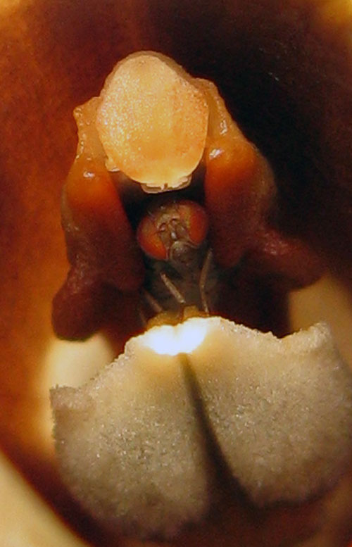 Comment une petite orchidée trompe des mouches drosophiles ?