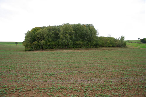 A l'échelle continentale, la biodiversité des îlots forestiers est davantage contrôlée par les facteurs locaux