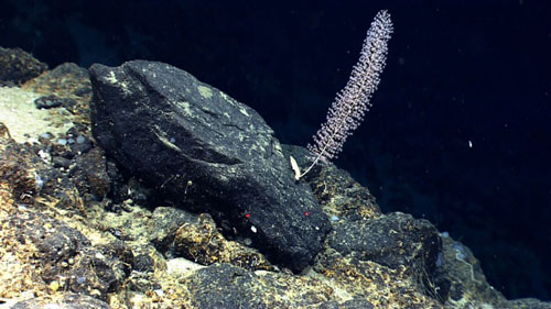 La biodiversité des monts sous-marins mieux comprise