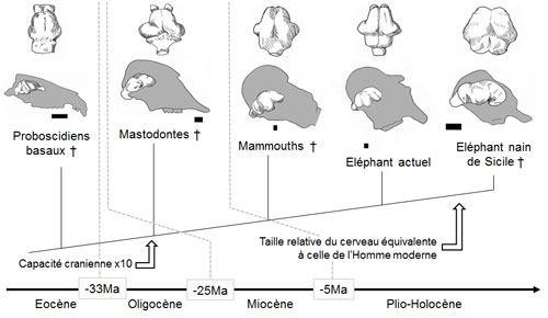 Le cerveau des éléphants, ça trompe énormément !
