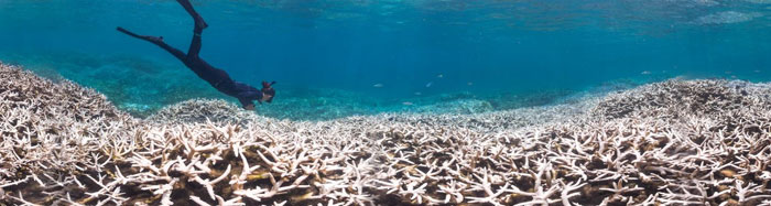 Le changement climatique menace la survie des récifs coralliens