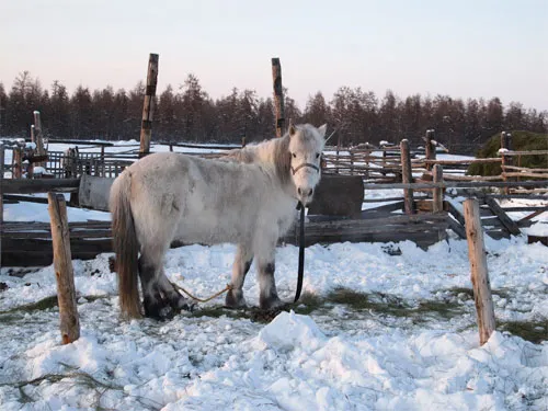 La mystérieuse origine du cheval iakoute enfin élucidée