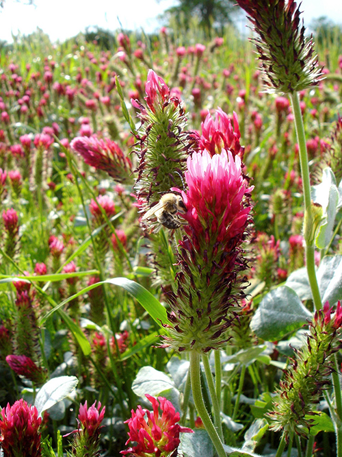 Pour un suivi de la biodiversité agricole européenne
