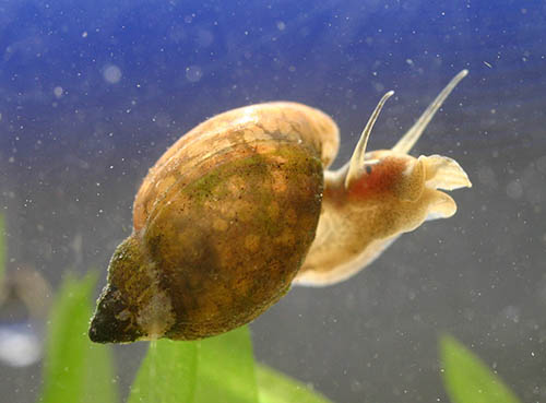 Deux recettes pour se débarrasser des mauvaises mutations