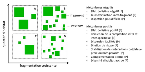 La fragmentation des habitats est-elle nécessairement mauvaise pour la biodiversité ?