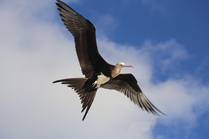 Les oiseaux marins sont capables de prédire et d'éviter l'arrivée d'un cyclone