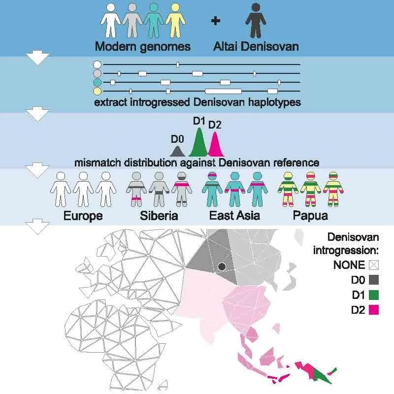 L'ADN ancien révèle de nouvelles branches dans l'arbre de la famille de Dénisova