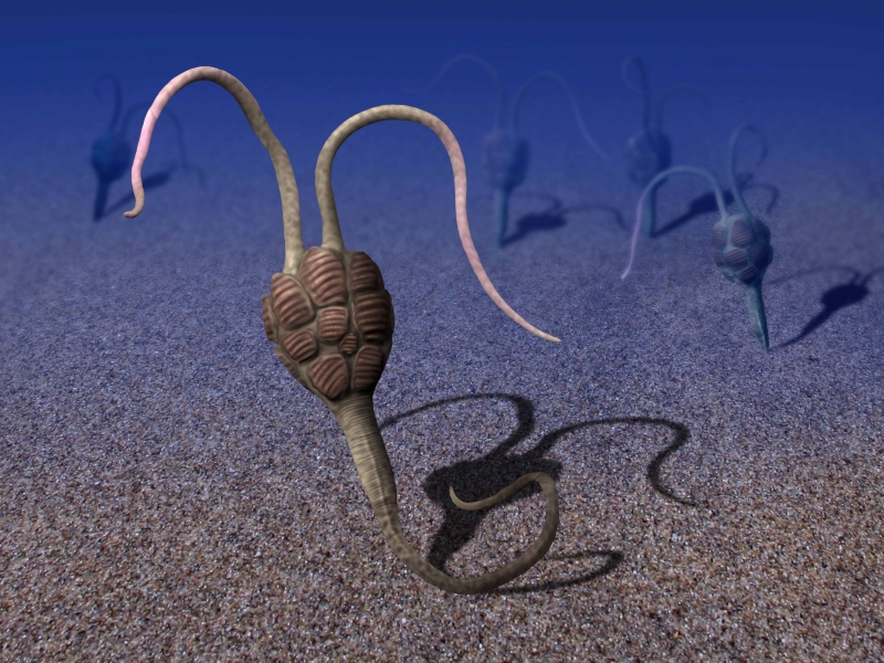 Un fossile vieux de 530 millions d'années nous éclaire sur l'origine des échinodermes