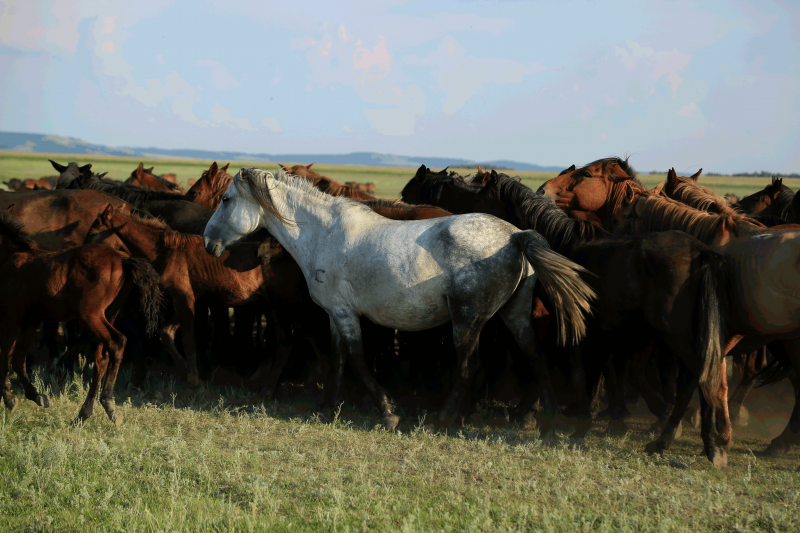 Comment 5 000 ans d'histoire ont façonné le génome des chevaux modernes