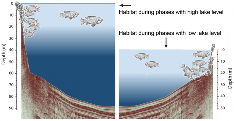 Changements trophiques des poissons cichildes liés au changement climatique