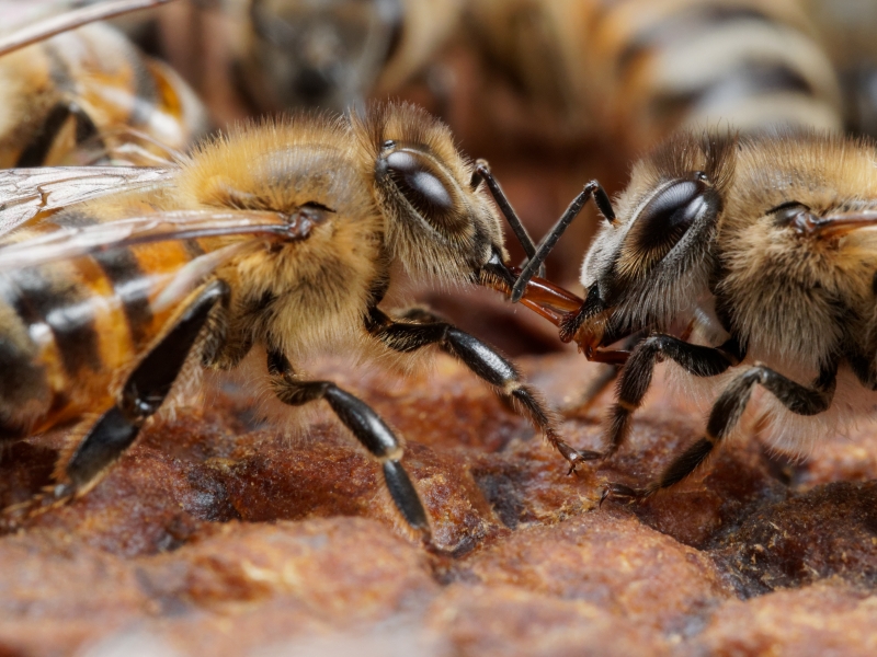 Découverte d'un nouveau mécanisme d'apprentissage social chez l'abeille