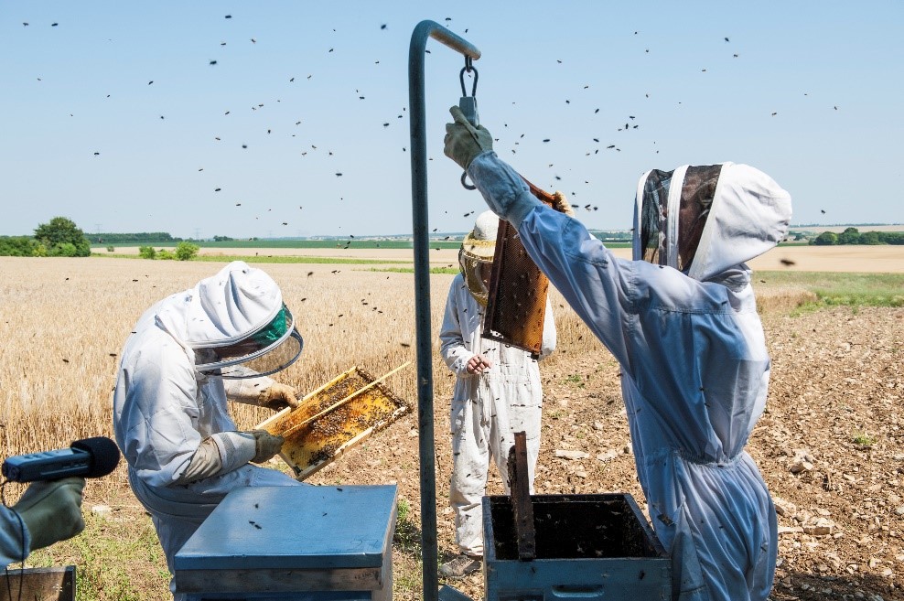 L'agriculture biologique améliore les performances des colonies d'abeilles mellifères