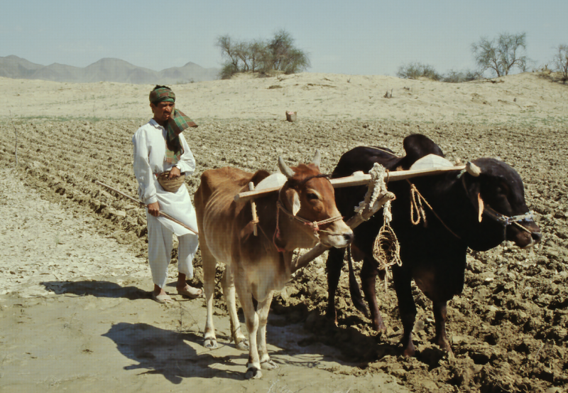 L'histoire croisée des bovins du proche Orient ancien et le réchauffement climatique