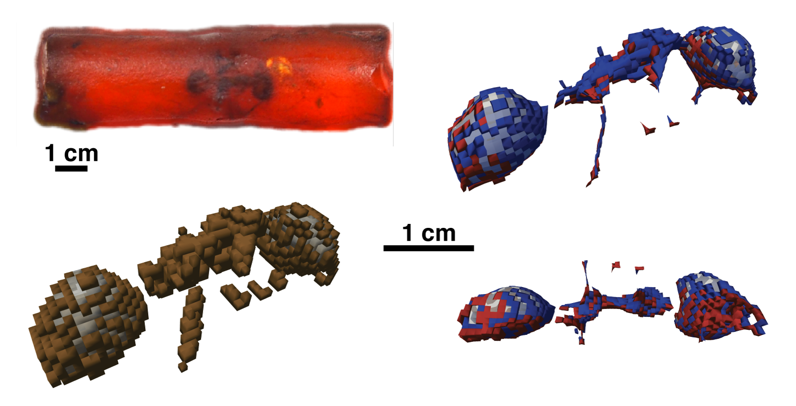 Révéler la composition chimique en 3D de fossiles organiques entiers