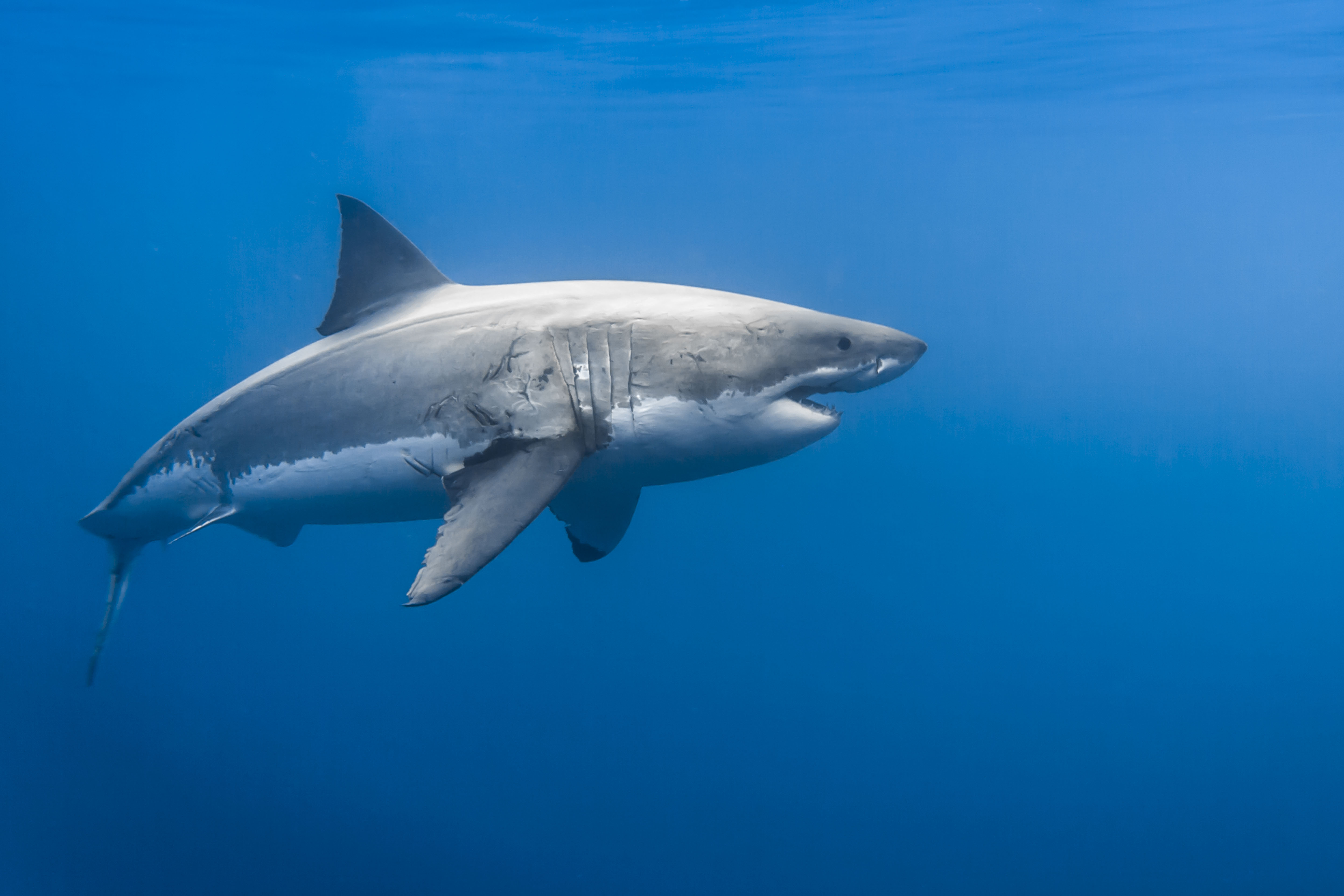 Le déclin des requins Lamniformes lors des refroidissements climatiques passés