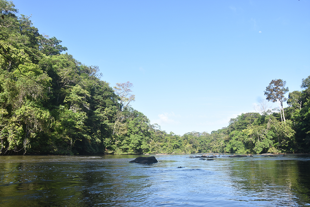 La forêt guyanaise, héritière de l’influence précolombienne