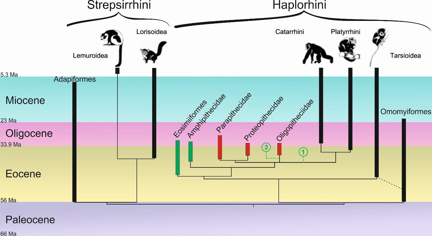 Un nouveau primate fossile de Birmanie enracine les anthropoïdes en Asie