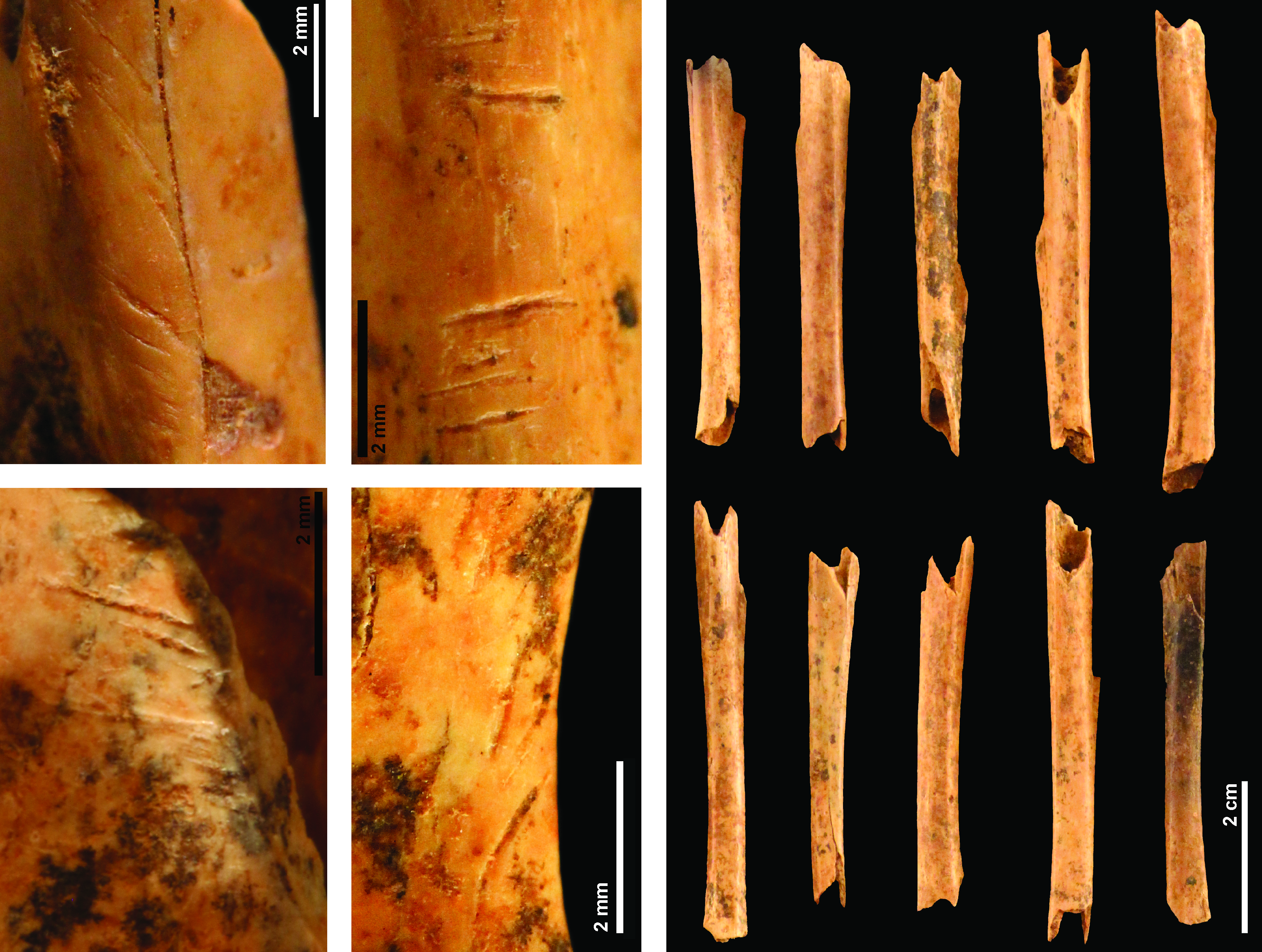 Il y a 70 000 ans, les Néandertaliens exploitaient intensément les lapins pour leur viande et leur fourrure