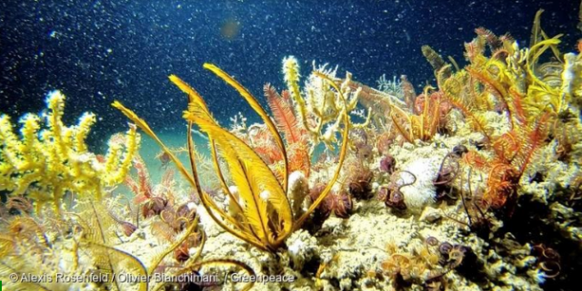 Récif de l’Amazone: un écosystème « nouveau et unique » identifié par Greenpeace et le CNRS