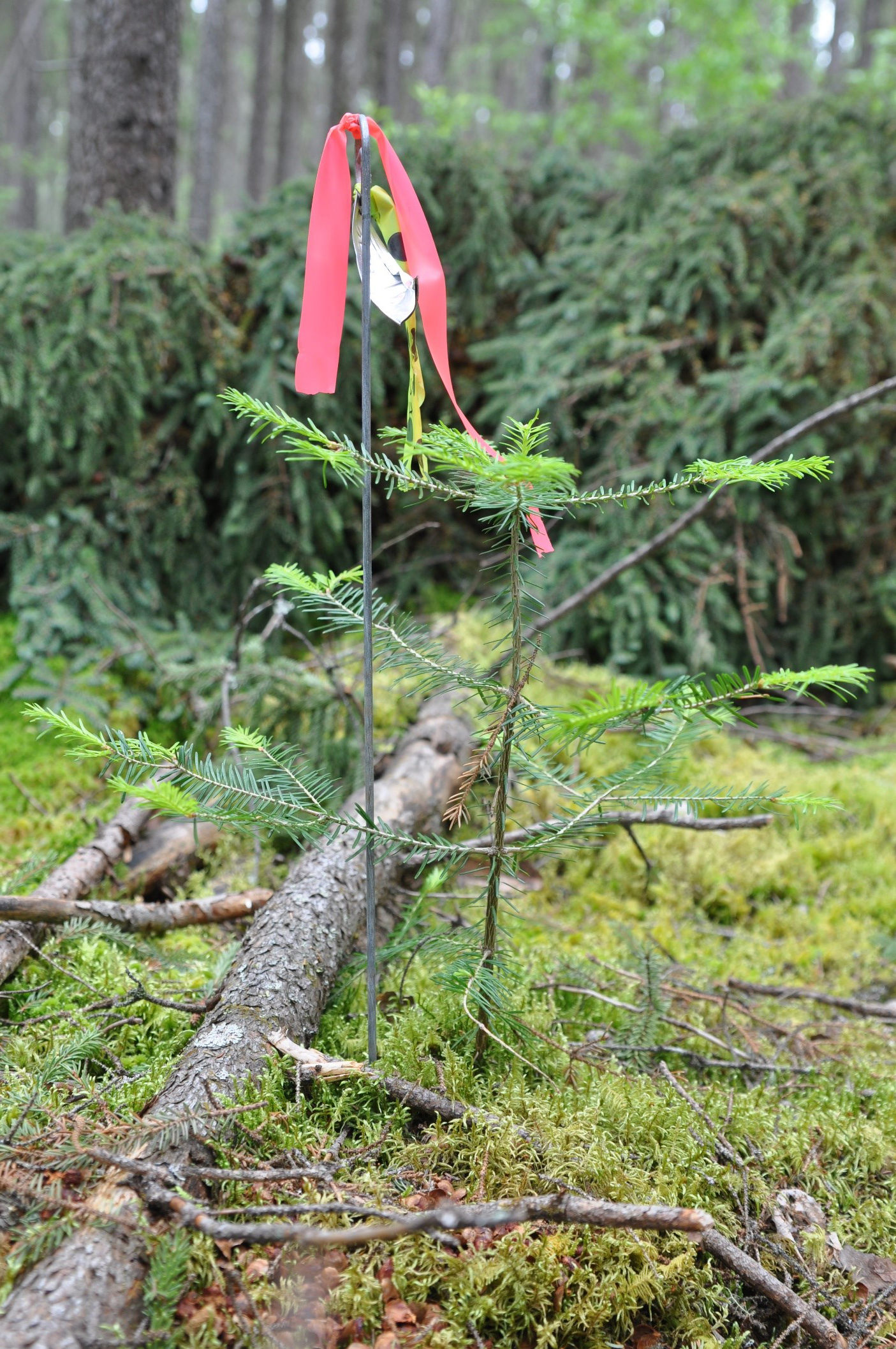 La migration des sapins en forêt boréale facilitée par les champignons ectomycorhiziens ?