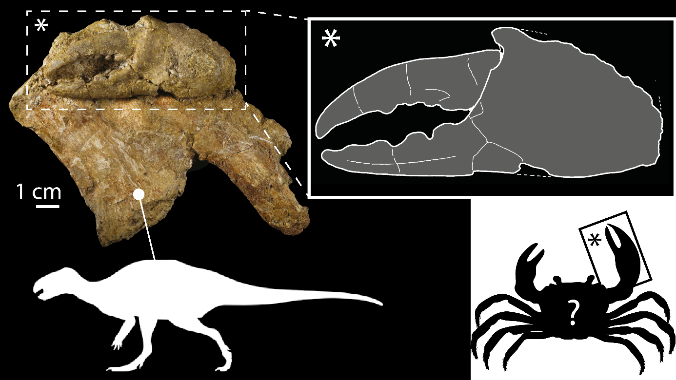 Les plus anciens crabes d’eau douce: dans les pattes des dinosaures du Crétacé de France
