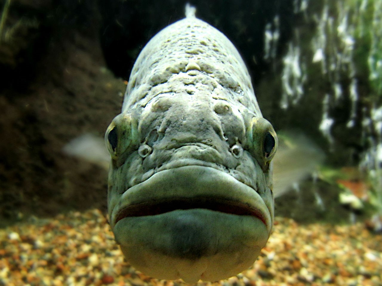 Choisir les poissons à introduire dans de nouveaux milieux