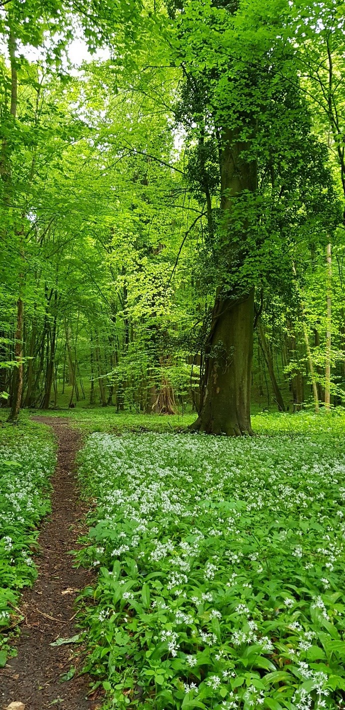 La banalisation de la flore dans les sous-bois des forêts européennes