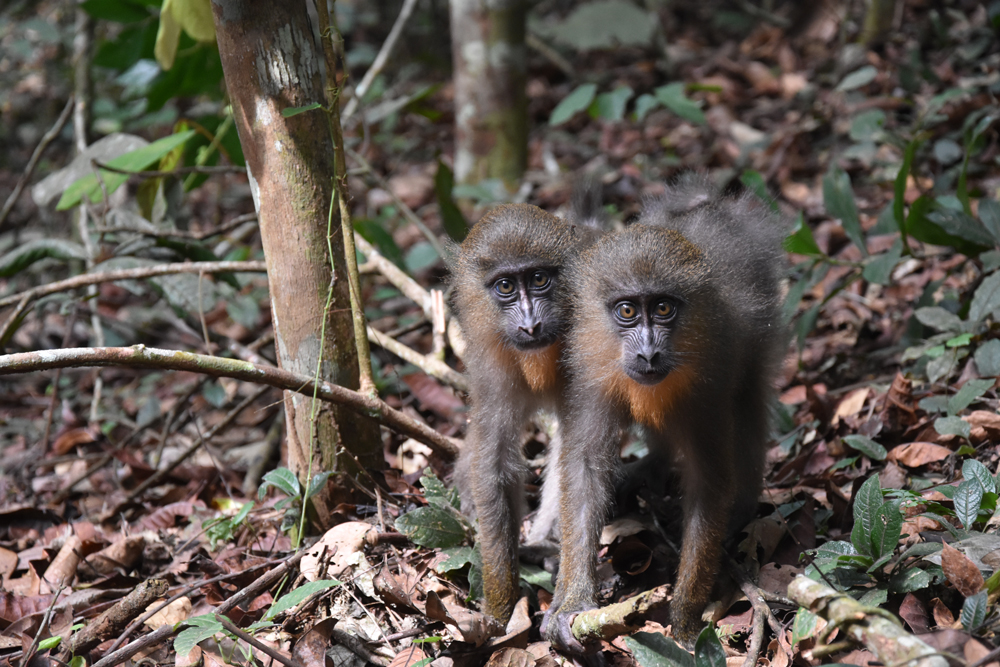 Intelligence artificielle et signalisation de l’apparentement chez un primate