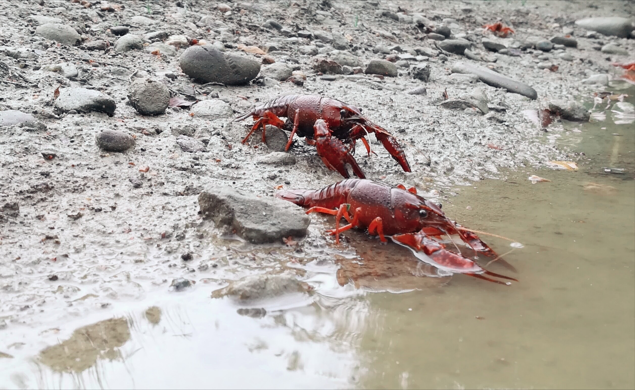 Gestion des invasions biologiques: le trait est l’ennemi du bien