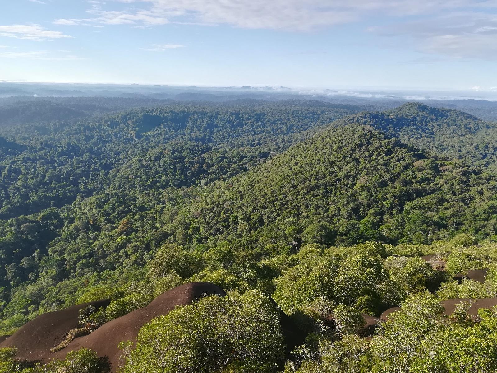 La 3D appliquée à l’étude des forêts tropicales