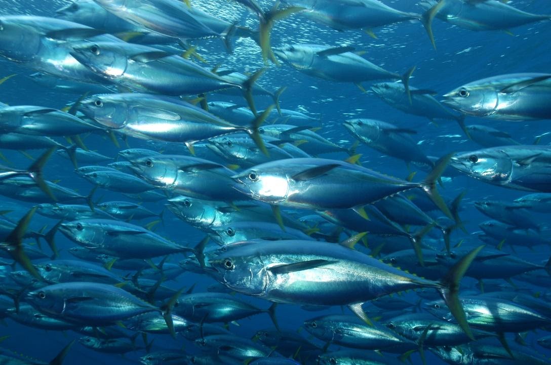 La pêche industrielle inflige une double peine au bilan carbone