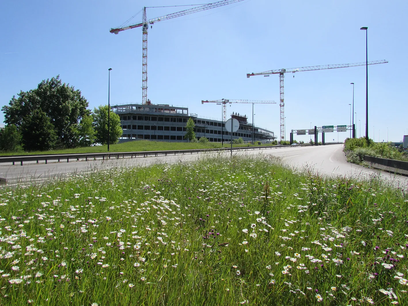 L'urbanisation entraîne un printemps précoce pour les plantes mais pas pour leurs pollinisateurs