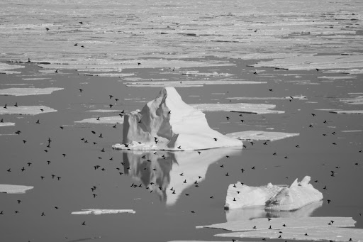 Les oiseaux marins arctiques permettent de tracer les sources de mercure à large échelle spatiale